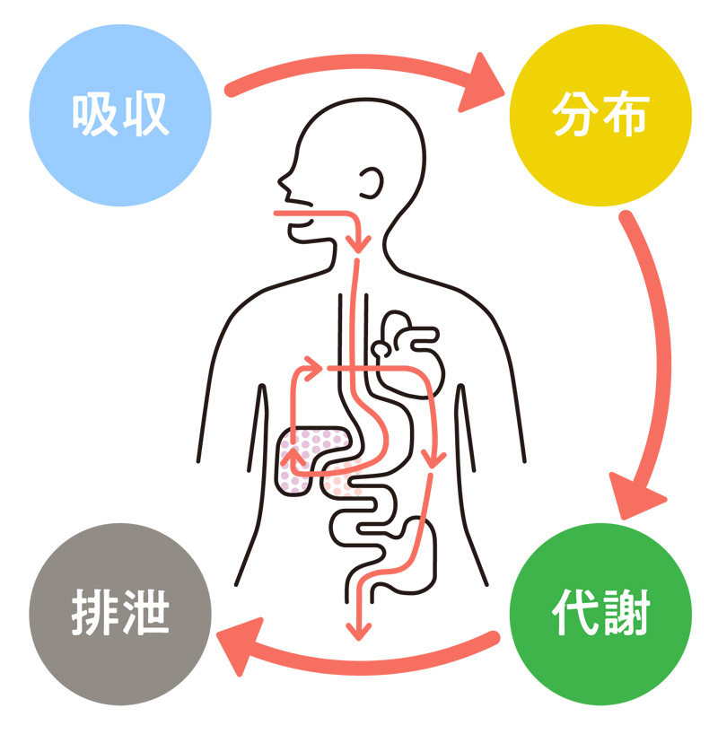 【イラスト】「吸収」→「分布」→「代謝」→「排泄」と、人体イメージ